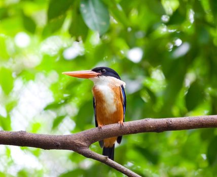 Kingfisher percahd on branch