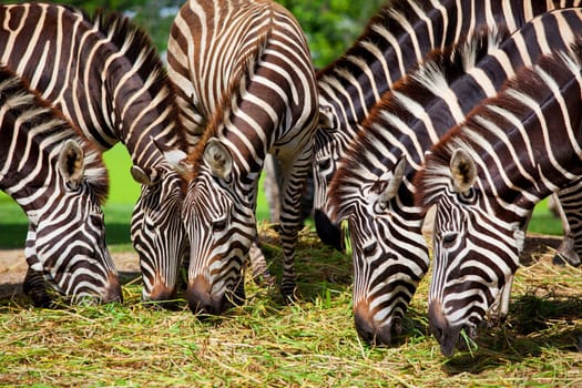 Zebra herd was eating grass