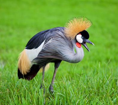 Crowned Crane on green grass
