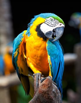 colorful macaw sitting in a tree