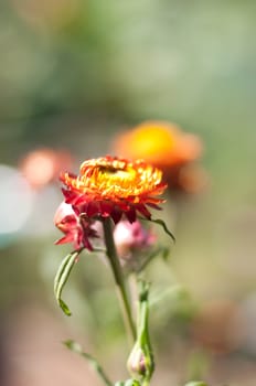 the paper flower with colorful