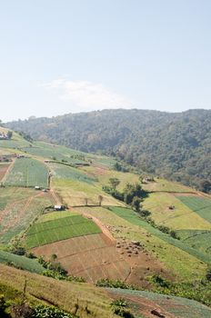 farm filed in big mountain, Thailand