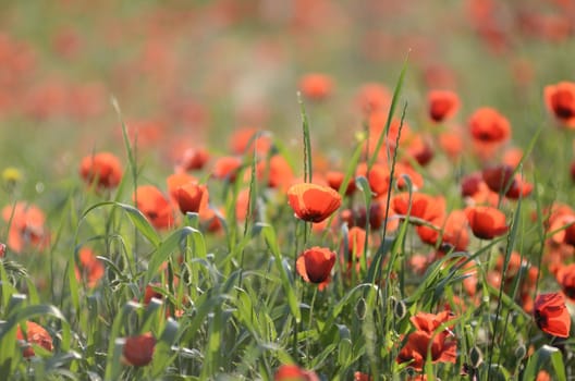 A beautiful landscape in spring time in Italy