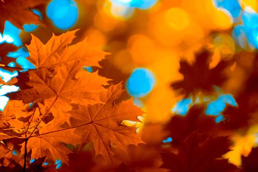 autumn leaves background in sunny day