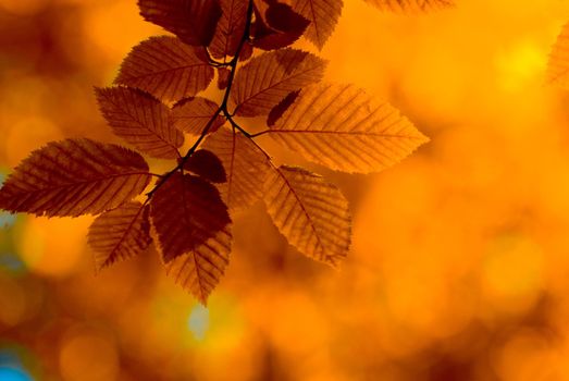 autumn leaves background in sunny day