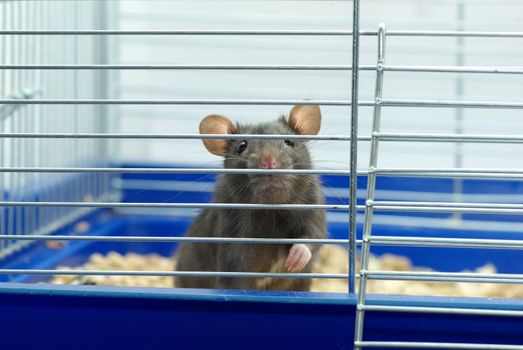 funny black rat sits in cage