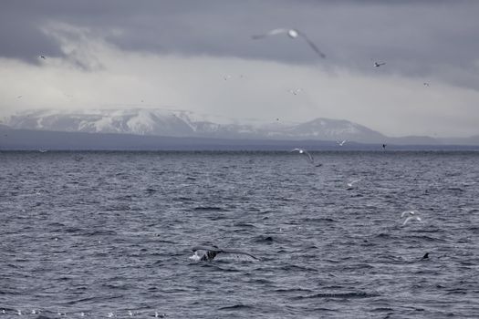 Whale tail in the waters outside Reykjavik, mountains in the background