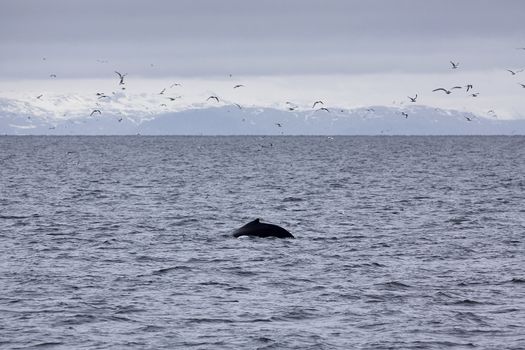 Humpback whale in the waters outside Reykjavik, mountains in the background