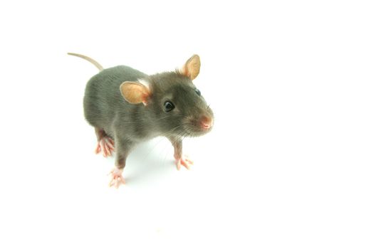 funny rat  isolated on white background