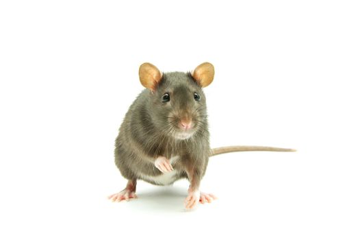 funny rat  isolated on white background