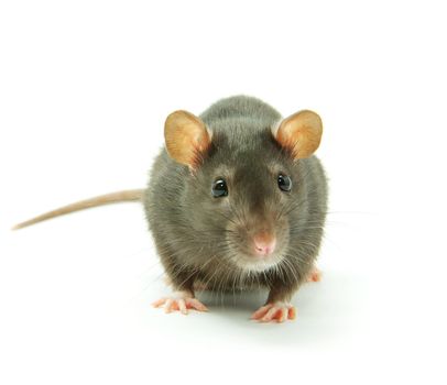 funny rat  isolated on white background