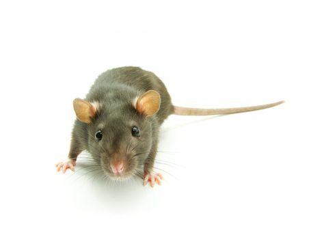 funny rat  isolated on white background