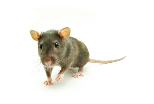 funny rat  isolated on white background