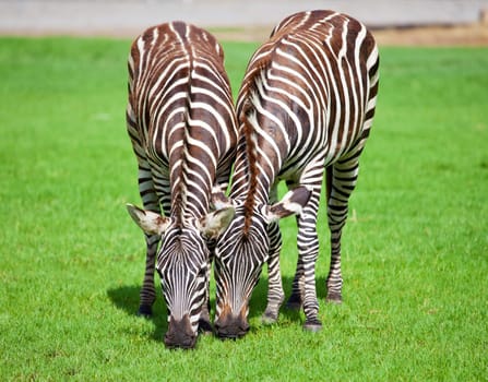 Two zebra was eating grass