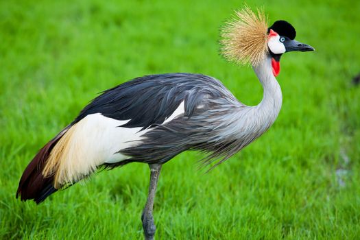 Crowned Crane on green grass