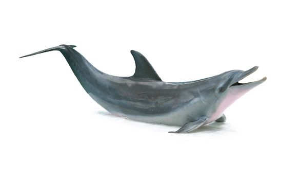 Dolphin isolated on white background