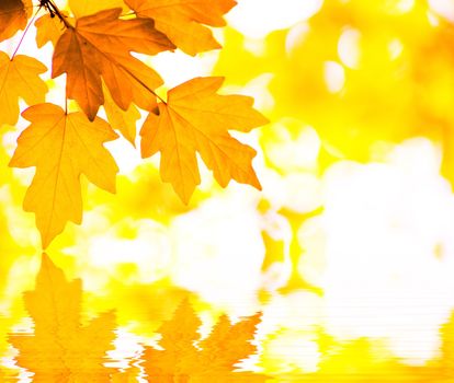 autumn leaves background in sunny day