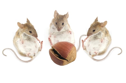 three mouse sit and look at the hazelnuts on a white background