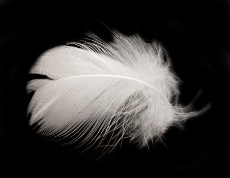 feather on the black background 