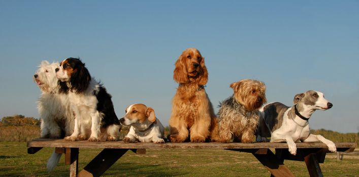 beautiful purebred little dogs: cute family 