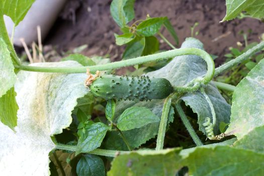 Fresh appetizing cucumber-tasty a component for vegetable salad 