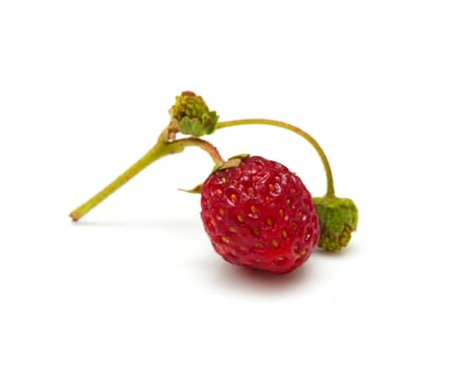 strawberries on a white background