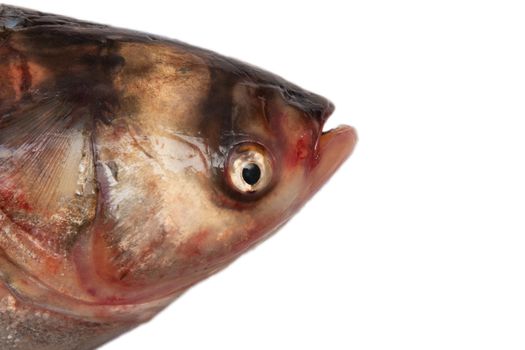 head carp on a white background