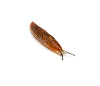 Slug - the slowest animal. It creeps on a white background. 