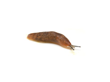 Slug - the slowest animal. It creeps on a white background. 