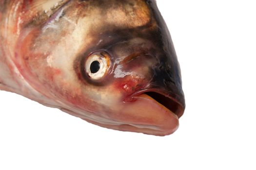 head carp on a white background