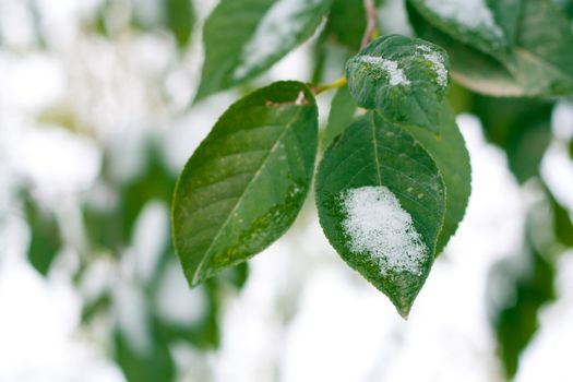 Snow on green leaves