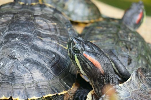 Group of red-eared slider turtles sitting on a stone in the zoo 