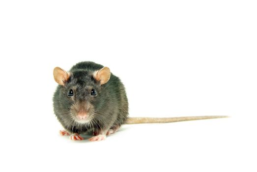 funny rat  isolated on white background