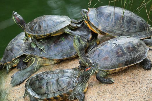Group of red-eared slider turtles sitting on a stone in the zoo 