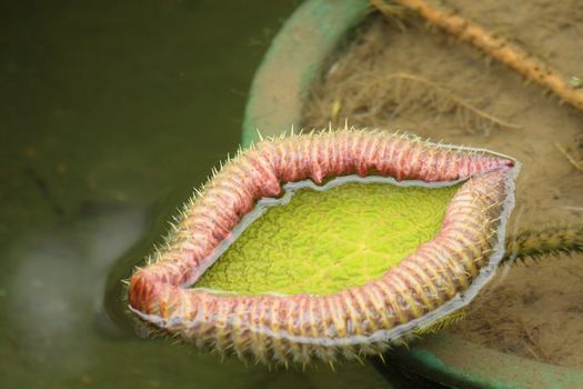 Water Lily