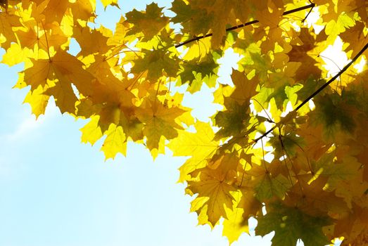 autumn leaves background in sunny day