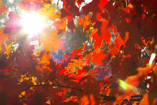 autumn leaves background in sunny day