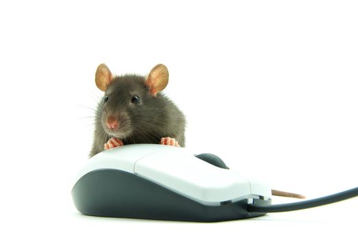 Rat and a computer mouse on white background