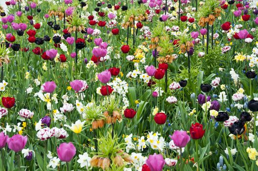 wild flowers in garden as background