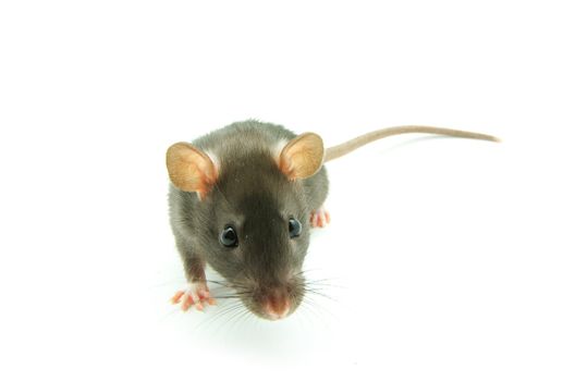 funny rat  isolated on white background