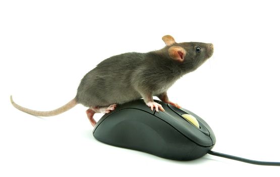 Rat and a computer mouse on white background