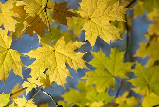 autumn leaves background in sunny day