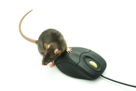 Rat and a computer mouse on white background
