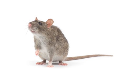 rat  isolated on white background