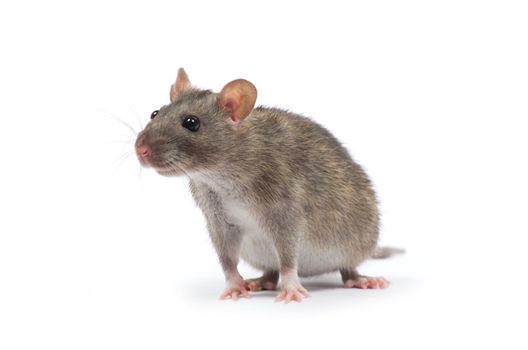 rat isolated on white background