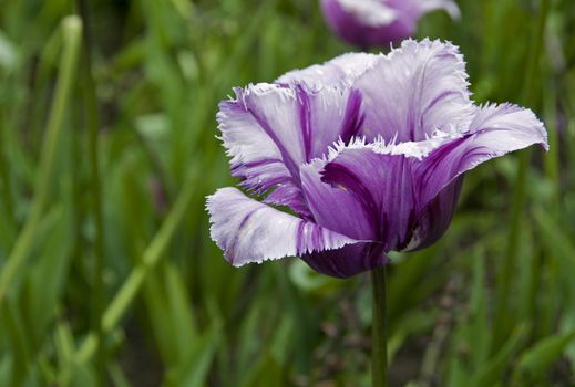 special pink tulip on the floriade word exoposition in Holland