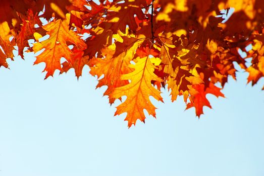 autumn leaves background in sunny day