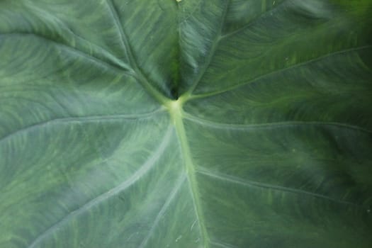 Close up of an elephant ear plant