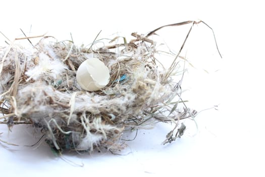 Single egg in bird nest