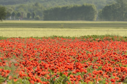 A beautiful landscape in spring time in Italy